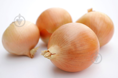 Лук репчатый желтая - фото 2