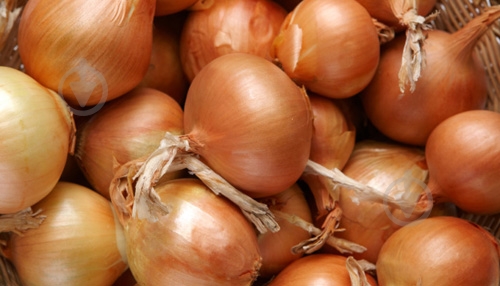 Лук репчатый желтая - фото 3