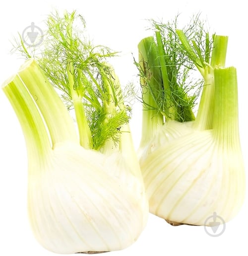 Лук Фенхель - фото 1