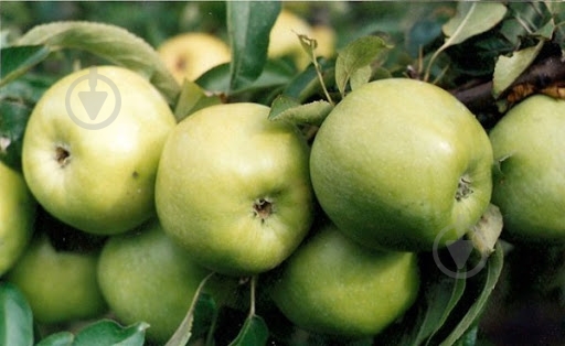 Яблука Семеренко - фото 2