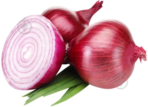 Цибуля синя - фото 1 Цибуля синя - фото 1