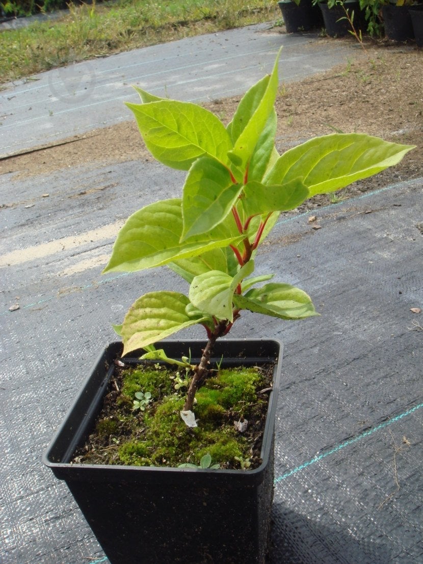 Саженец Брусвяна Лимонник 0,5 л - фото 2 Саженец Брусвяна Лимонник 0,5 л - фото 2