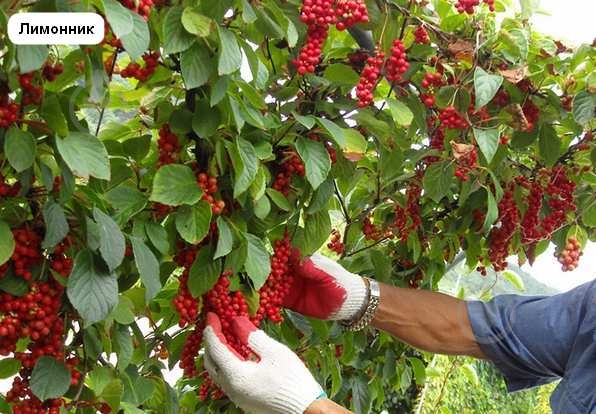 Саженец Брусвяна Лимонник 0,5 л - фото 3 Саженец Брусвяна Лимонник 0,5 л - фото 3