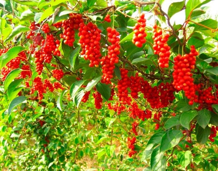 Саженец Брусвяна Лимонник 0,5 л - фото 4 Саженец Брусвяна Лимонник 0,5 л - фото 4