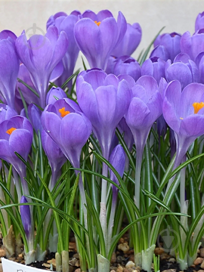 Клубнелуковица крокуса полукрупноцветковый Аква 5 шт. TUBERBULB Export B.V. - фото 1 Клубнелуковица крокуса полукрупноцветковый Аква 5 шт. TUBERBULB Export B.V. - фото 1