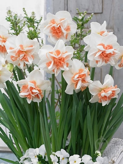 Луковица нарцисса Делнашау 2 шт. TUBERBULB Export B.V. - фото 1