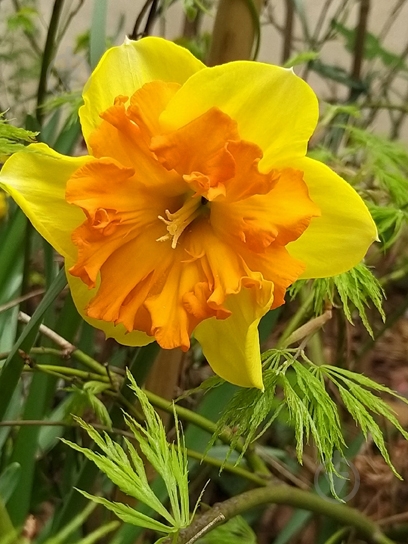 Луковица нарцисса Мондрагон 2 шт. TUBERBULB Export B.V. - фото 1
