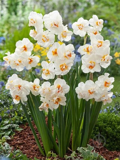 Луковица нарцисса Сэр Уинстон Черчилль 3 шт. TUBERBULB Export B.V. - фото 1