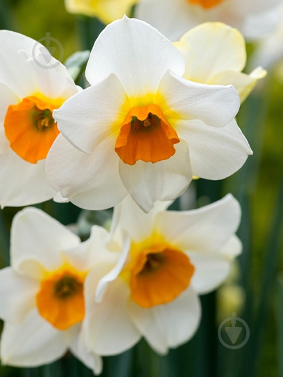 Луковица нарцисса Бьютифул Айз 3 шт. TUBERBULB Export B.V. - фото 1 Луковица нарцисса Бьютифул Айз 3 шт. TUBERBULB Export B.V. - фото 1