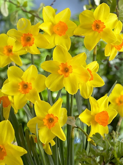 Луковица нарцисс Кинглет 3 шт. TUBERBULB Export B.V. - фото 1 Луковица нарцисс Кинглет 3 шт. TUBERBULB Export B.V. - фото 1