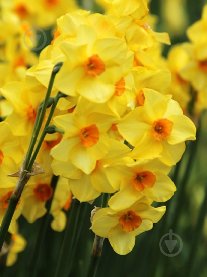 Луковица нарцисса Мартинетта 3 шт. TUBERBULB Export B.V. - фото 1