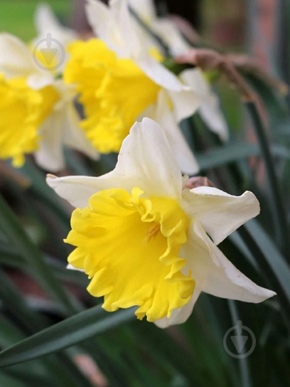 Луковица нарцисса Лас Вегас 2 шт. TUBERBULB Export B.V. - фото 1