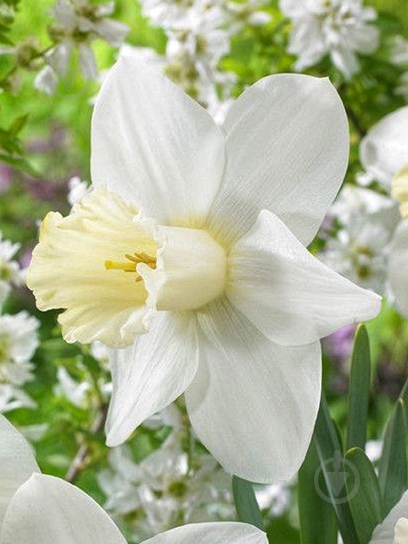 Луковица нарцисса Вотч Ап 2 шт. TUBERBULB Export B.V. - фото 1 Луковица нарцисса Вотч Ап 2 шт. TUBERBULB Export B.V. - фото 1
