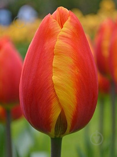 Луковица тюльпана Дарвина Апельдорн Элит 3 шт. TUBERBULB Export B.V. - фото 1