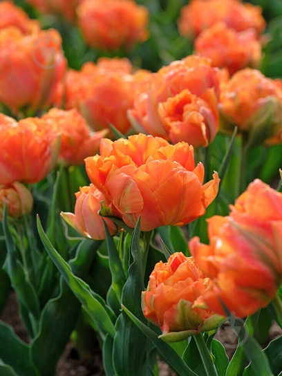 Луковица тюльпана махрового раннего Орка 3 шт. TUBERBULB Export B.V. - фото 1 Луковица тюльпана махрового раннего Орка 3 шт. TUBERBULB Export B.V. - фото 1