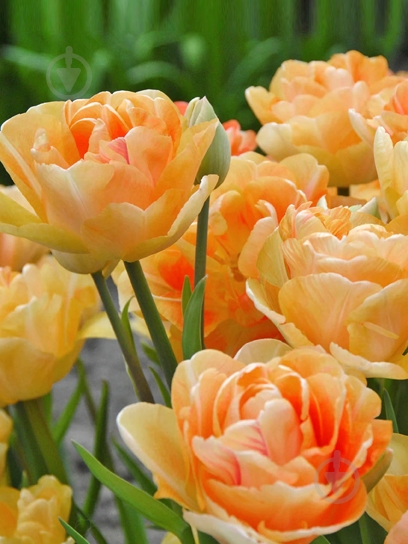 Луковица тюльпана махрового позднего Чарминг Леди 3 шт. TUBERBULB Export B.V. - фото 1 Луковица тюльпана махрового позднего Чарминг Леди 3 шт. TUBERBULB Export B.V. - фото 1