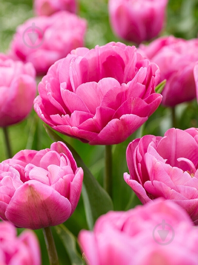 Луковица тюльпана махрового позднего Тейблденс 3 шт. TUBERBULB Export B.V. - фото 1 Луковица тюльпана махрового позднего Тейблденс 3 шт. TUBERBULB Export B.V. - фото 1