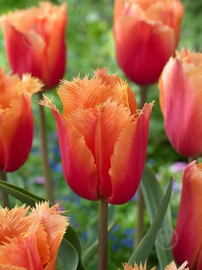 Луковица тюльпана бахромчатого Ламбада 3 шт. TUBERBULB Export B.V. - фото 1 Луковица тюльпана бахромчатого Ламбада 3 шт. TUBERBULB Export B.V. - фото 1