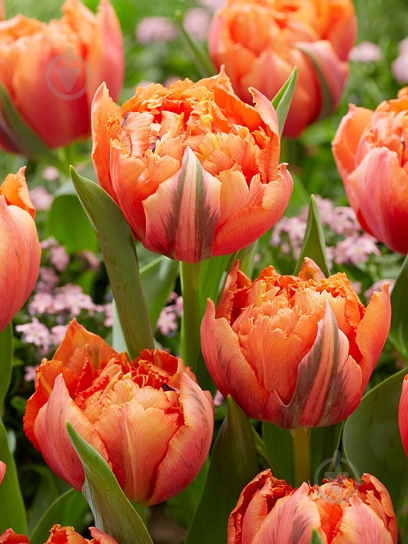 Луковица тюльпана бахромчатого Роял Сентениал 3 шт. TUBERBULB Export B.V. - фото 1 Луковица тюльпана бахромчатого Роял Сентениал 3 шт. TUBERBULB Export B.V. - фото 1