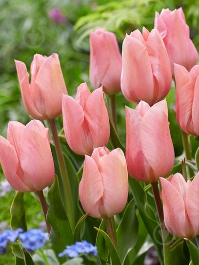 Луковица тюльпана простого раннего Априкот Бьюти 3 шт. TUBERBULB Export B.V. - фото 1 Луковица тюльпана простого раннего Априкот Бьюти 3 шт. TUBERBULB Export B.V. - фото 1