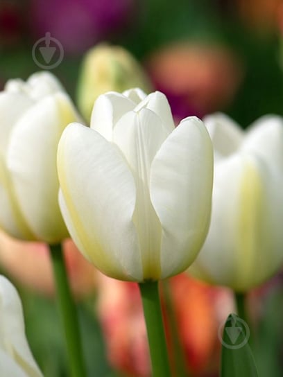 Луковица тюльпана простого позднего Ангелс Виш 3 шт. TUBERBULB Export B.V. - фото 1 Луковица тюльпана простого позднего Ангелс Виш 3 шт. TUBERBULB Export B.V. - фото 1