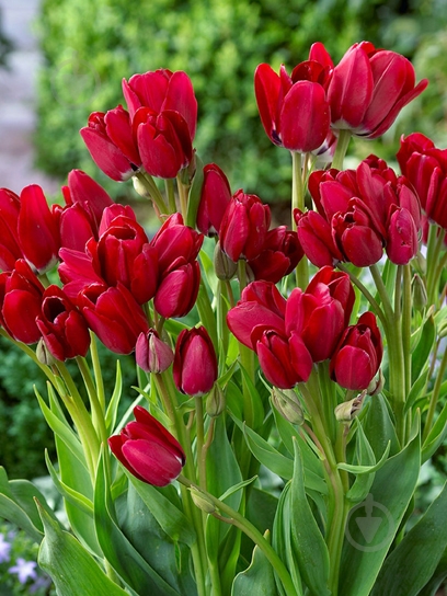 Луковица тюльпана простого позднего Фаэри Клаб 3 шт. TUBERBULB Export B.V. - фото 1 Луковица тюльпана простого позднего Фаэри Клаб 3 шт. TUBERBULB Export B.V. - фото 1