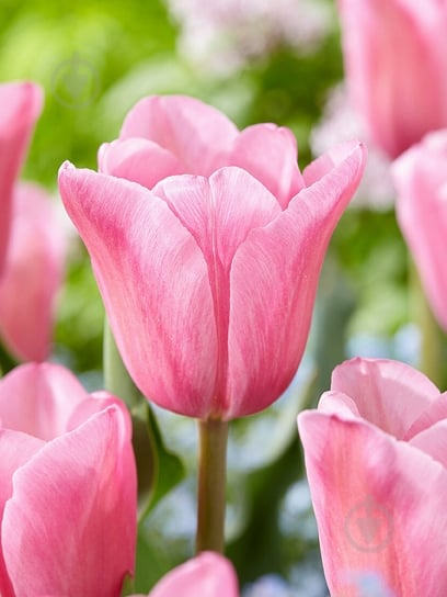 Луковица тюльпана триумф Мистрес 3 шт. TUBERBULB Export B.V. - фото 1 Луковица тюльпана триумф Мистрес 3 шт. TUBERBULB Export B.V. - фото 1