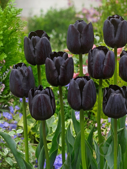 Луковица тюльпана триумф Паул Шерер 3 шт. TUBERBULB Export B.V. - фото 1 Луковица тюльпана триумф Паул Шерер 3 шт. TUBERBULB Export B.V. - фото 1