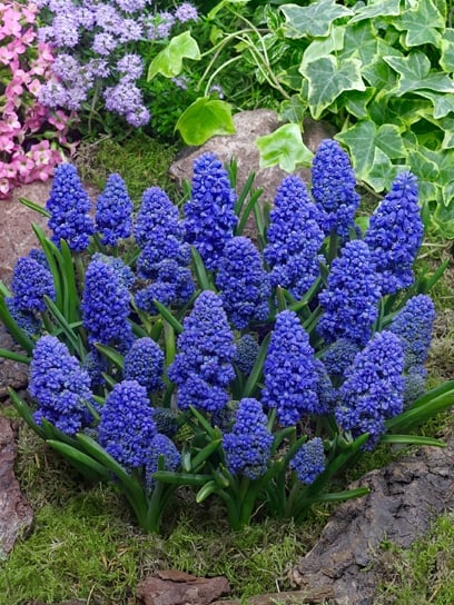 Цибулина мускарі Блу Спайк 5 шт. TUBERBULB Export B.V. - фото 1