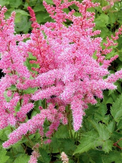 Корневище астильбы Файнейл 1 шт. - фото 1