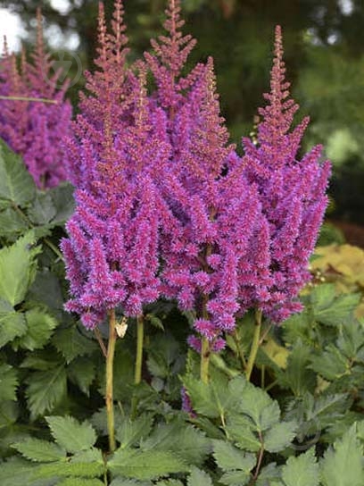 Кореневище астільби пурпурової 1 шт. - фото 1