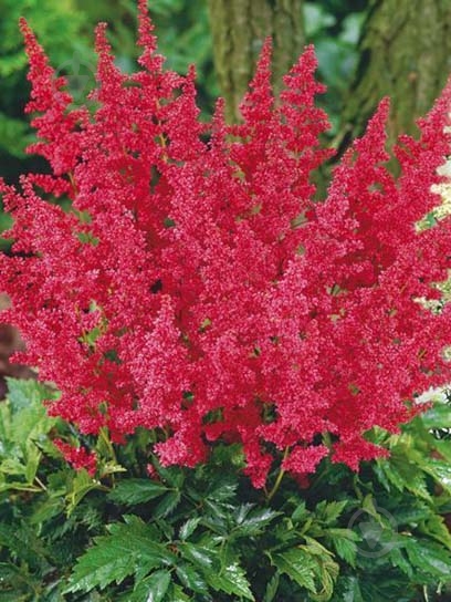 Кореневище астільби червоної 1 шт. - фото 1