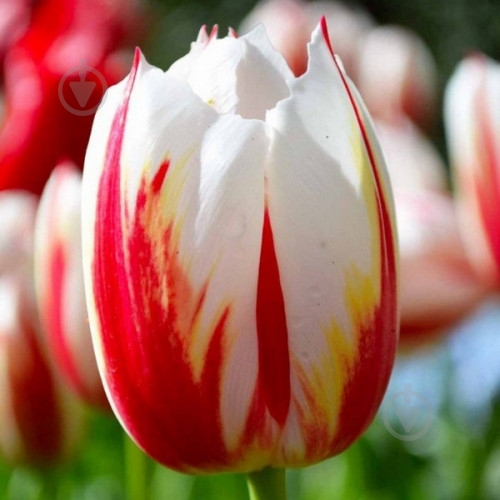 Луковица Яскрава Тюльпан триумф Happy Generation 3 шт. - фото 1