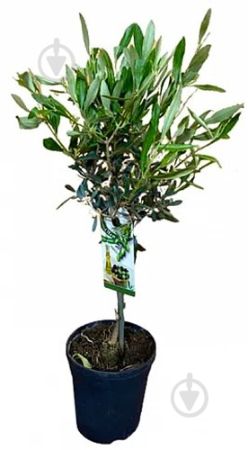 Растение Оливка 21/100 - фото 1