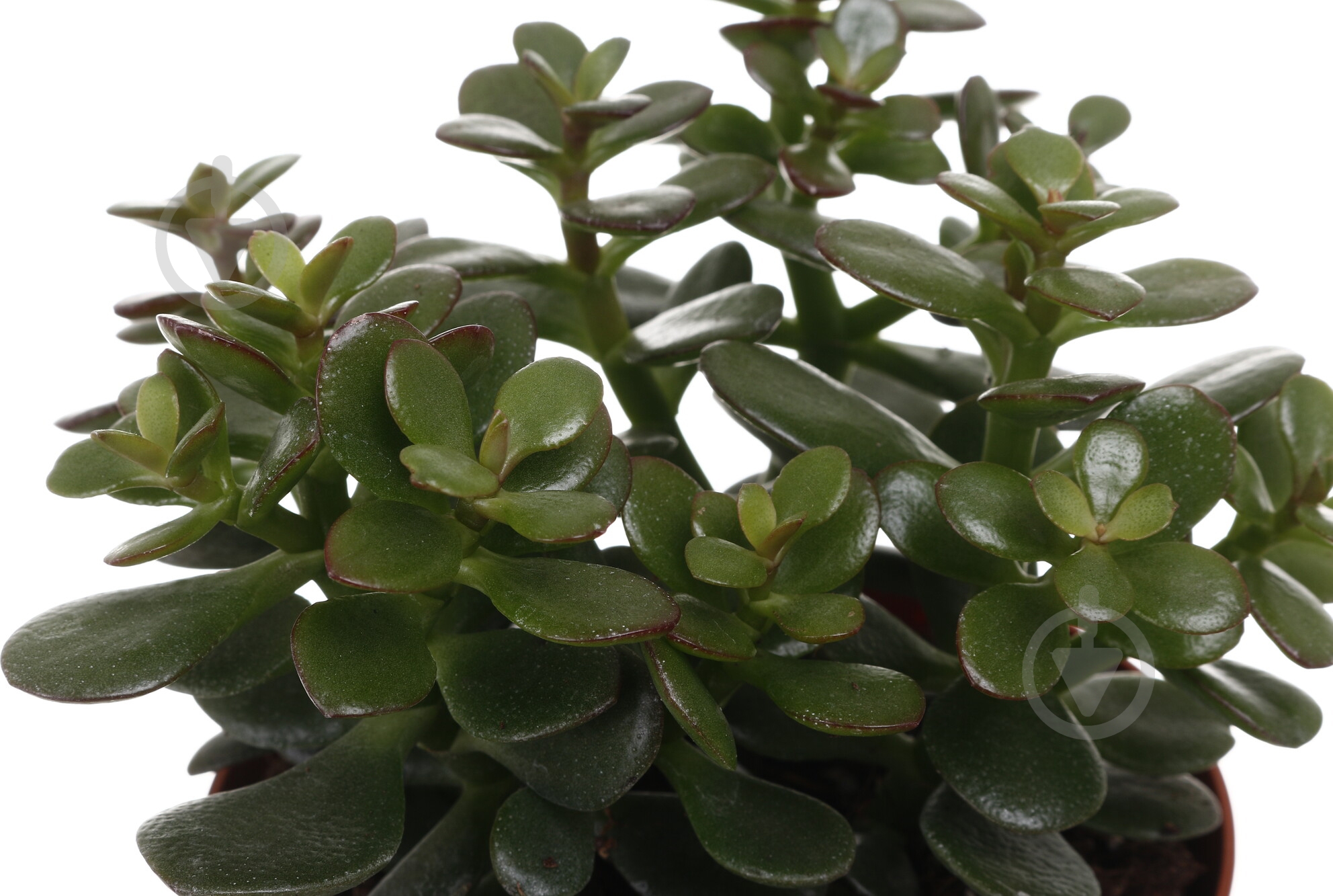 Сукулент Крассула мінова 12/20 - фото 4