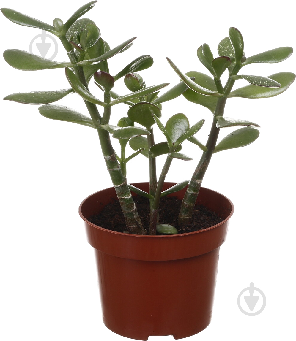 Сукулент Крассула мінова 12/20 - фото 5