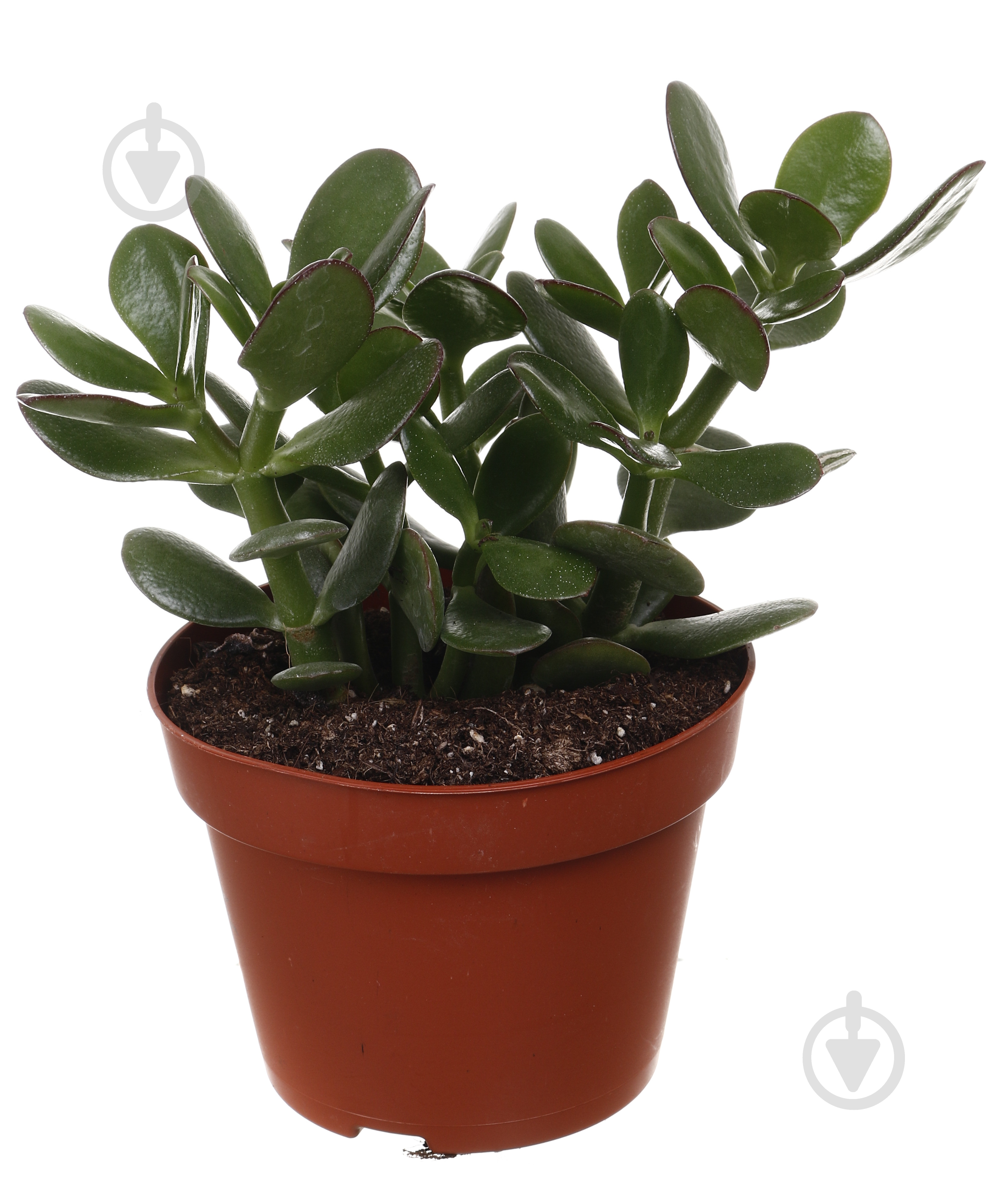 Суккулент Красула овата 12/15 - фото 1