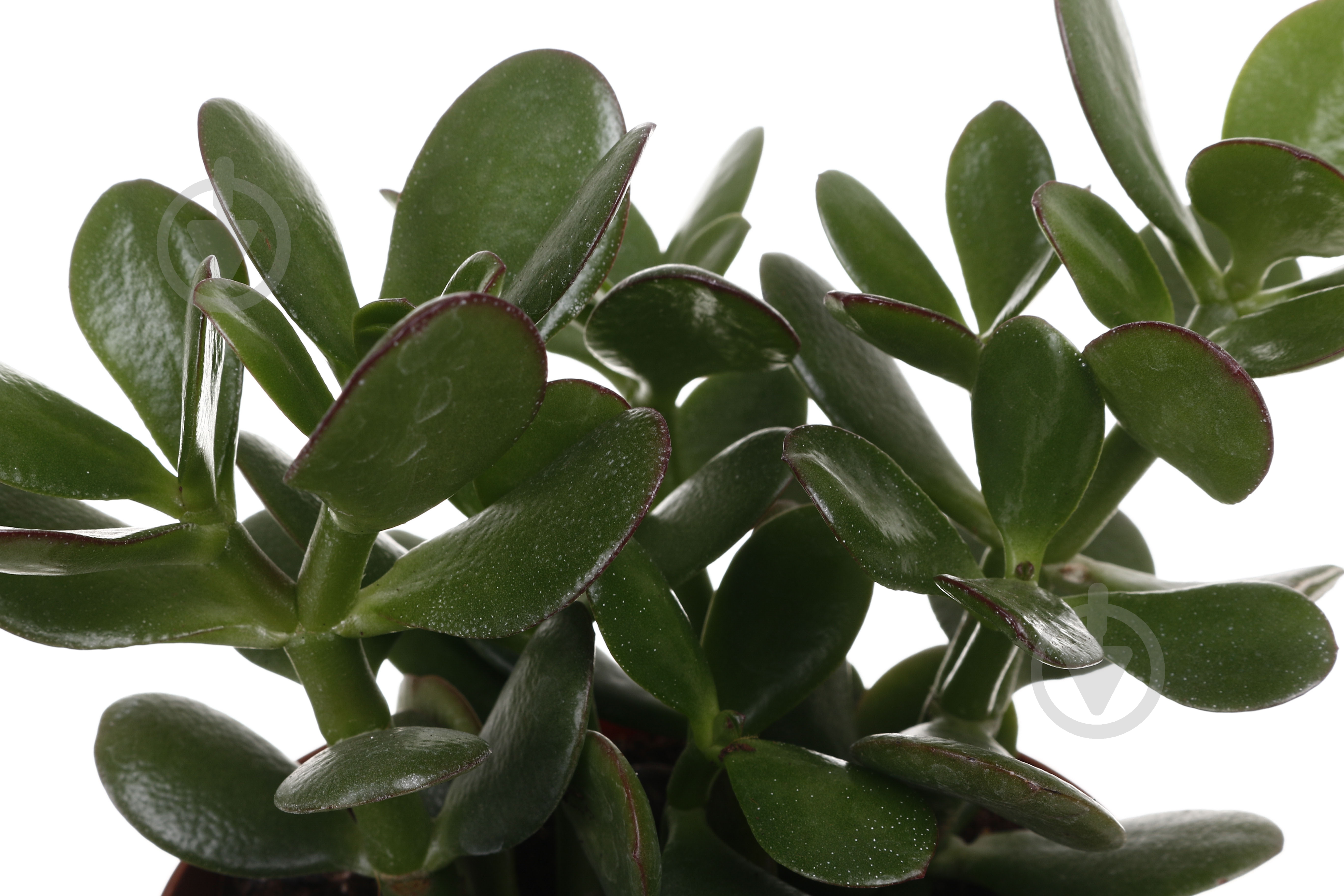 Суккулент Красула овата 12/15 - фото 2