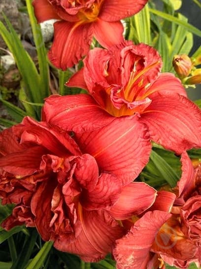 Кореневище лілійника Дабл Фаеркрекер 1 шт. - фото 1 Кореневище лілійника Дабл Фаеркрекер 1 шт. - фото 1