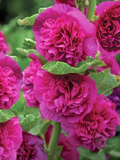 Корневище мальвы Чатерс Перпл 1 шт. - фото 1 Корневище мальвы Чатерс Перпл 1 шт. - фото 1