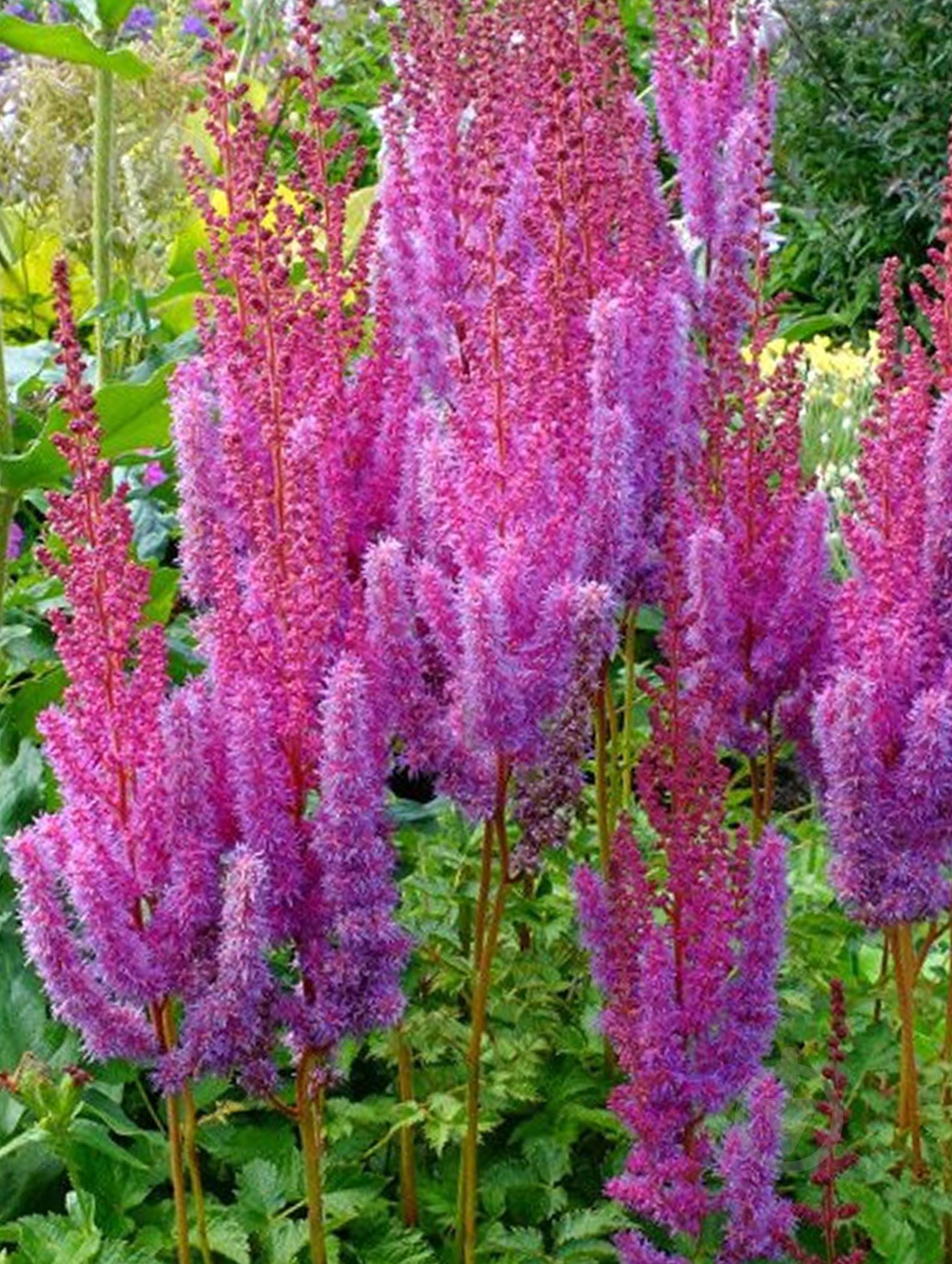 Корневище астильбы Перплкерзе 1 шт. - фото 1