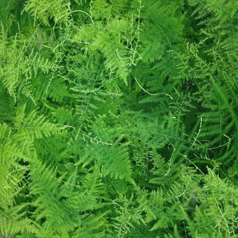 Растение Аспарагус 12х40 Setaceus - фото 1 Растение Аспарагус 12х40 Setaceus - фото 1