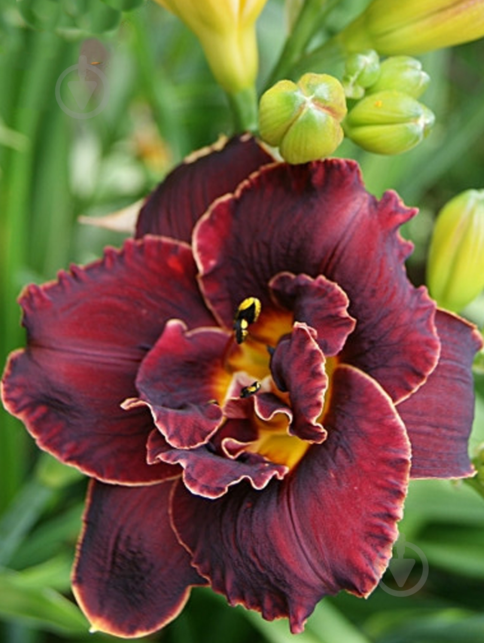 Кореневище лілійника Найт Імберс 1 шт. - фото 1