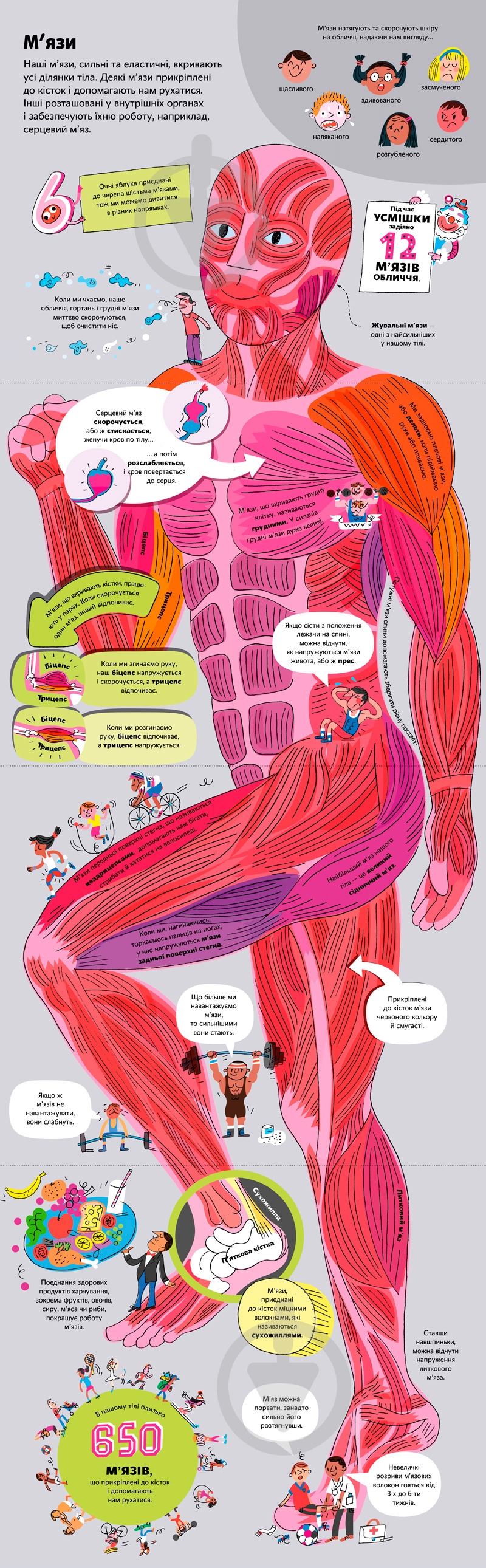 Книга Минна Лейси «Велика книга про тіло» 978-617-7688-09-8 - фото 7