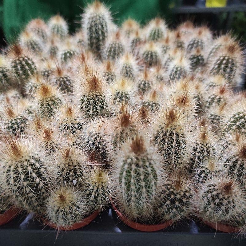 Растение Кактус 5х8 Pilosocereus Chrysostele - фото 1 Растение Кактус 5х8 Pilosocereus Chrysostele - фото 1