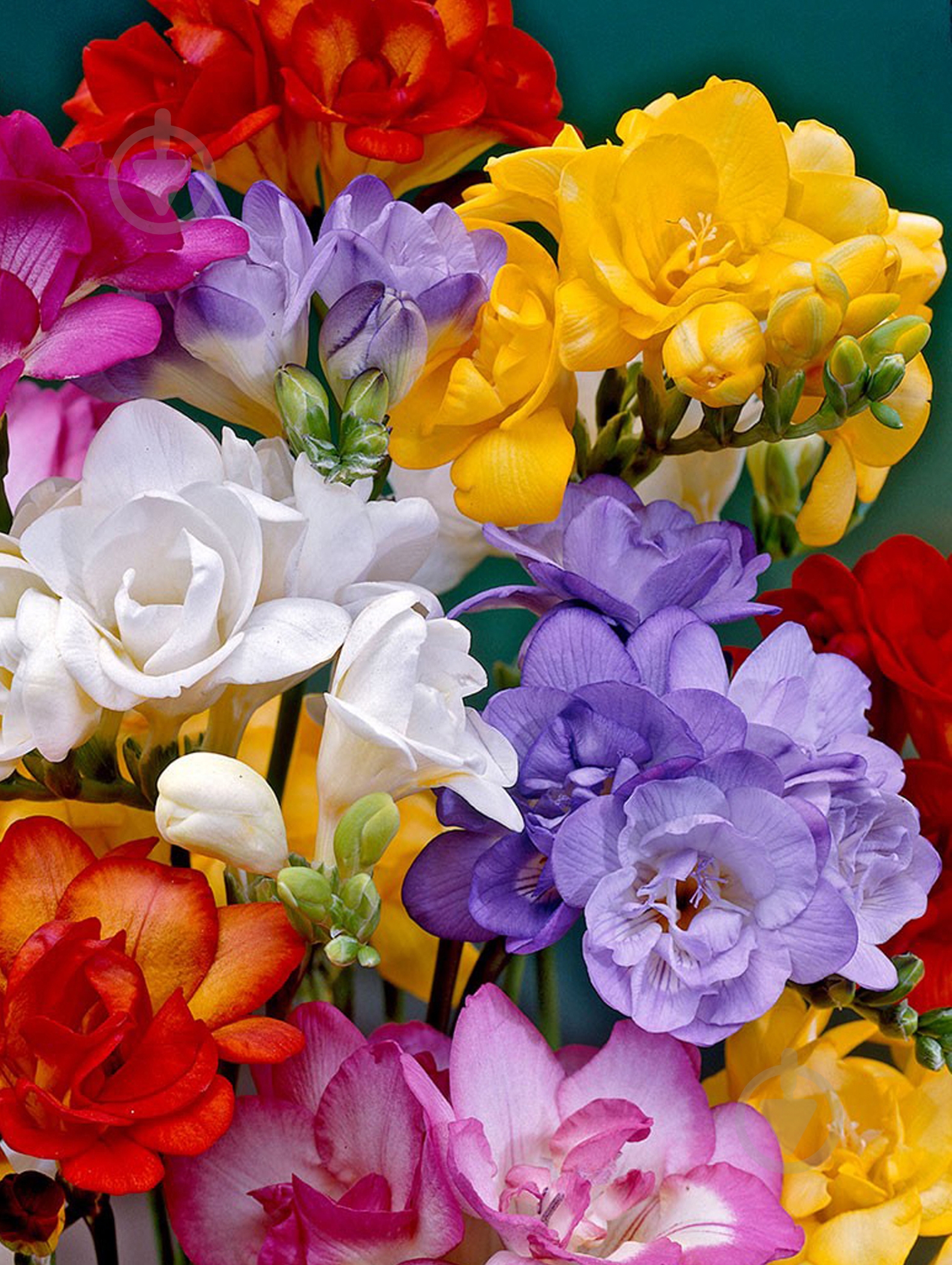 Клубнелуковица фрезии махровой смесь 1 шт. - фото 1