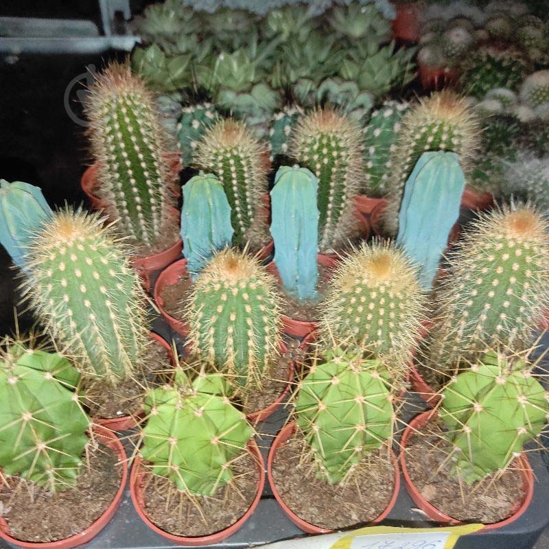 Растение Кактус 5х8 Zuil микс - фото 1 Растение Кактус 5х8 Zuil микс - фото 1