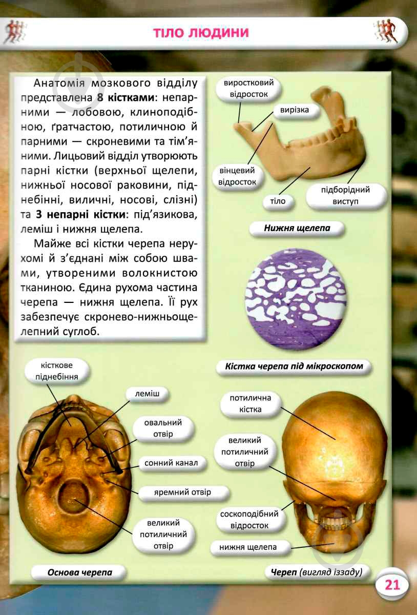 Книга Алина Котка «КнигУсе про тіло людини. 1000 цікавих фактів» 978-966-936-836-2 - фото 8