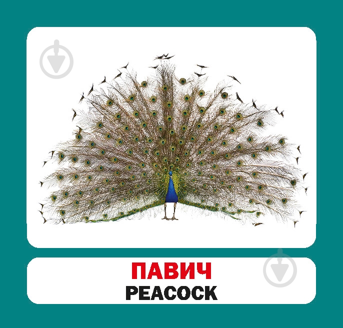 Книга «Навчальний посібник. Птахи. англ-укр» 978-617-736-046-8 - фото 6 Книга «Навчальний посібник. Птахи. англ-укр» 978-617-736-046-8 - фото 6