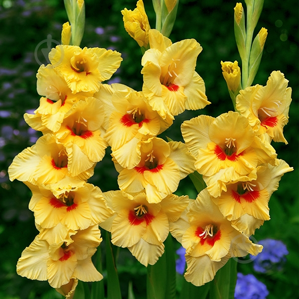 Луковица Гладиолус Jaster 1 шт. Яскрава - фото 1